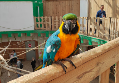 Papugarnia в Катовіце з можливістю годувати папуг