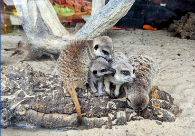 AnimalWorld невеликий приватний зоопарк, під час прогулянки можна годувати тварин, знаходиться в Zabrze